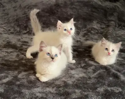 ❤️Adorable purebred ragdoll kittens rehoming, View more