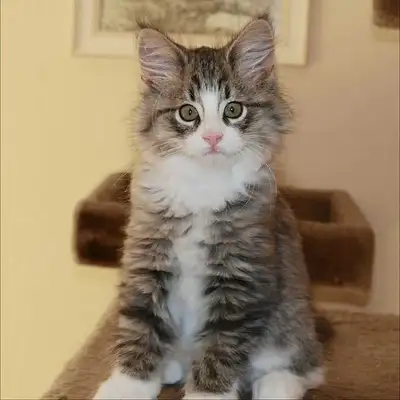 adorable hypoallergenic Siberian kittens , View more