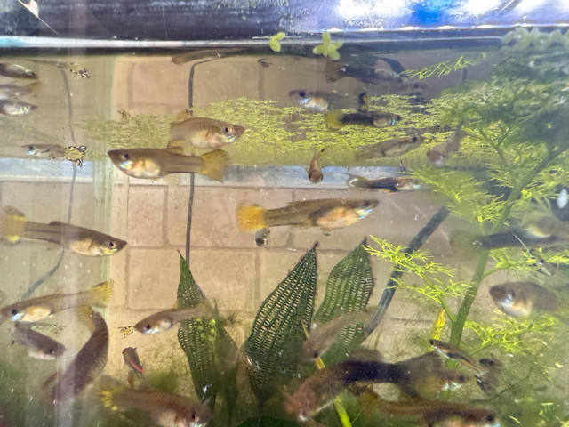 guppies for sale  in Fish for Rehoming in Strathcona County - Image 3