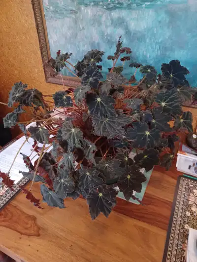 HOUSE PLANT, View more