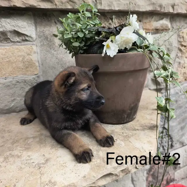 German Shepherd - Working Line Puppies - CKC in Dogs & Puppies for Rehoming in Kitchener / Waterloo - Image 6