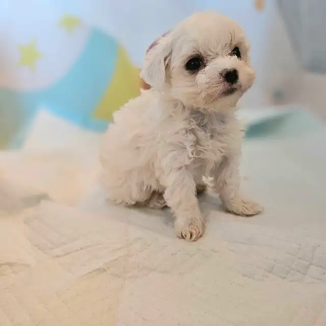 purebred premium mini Korean Maltese puppies in Dogs & Puppies for Rehoming in Kitchener / Waterloo - Image 3