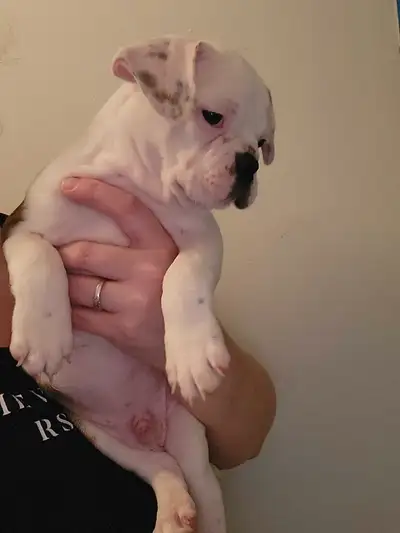 1 Male Available Male Mini Bulldogs looking for their forever homes , their Max Weight 25lbs- 37lbs...