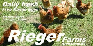 Daily Fresh Rieger Eggs at Rieger Farms, Armstrong, BC in Health & Special Needs in Vernon - Image 3