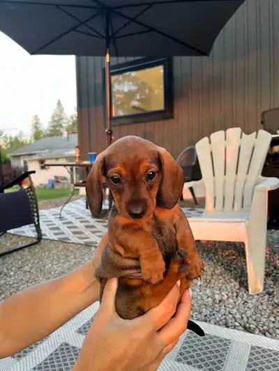 mini dachshund for sale, View more