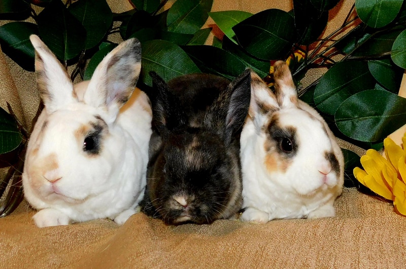 Dwarf bunny available Small Animals for Rehoming Oshawa / Durham