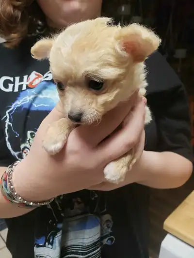 Chihuahua Puppies, View more