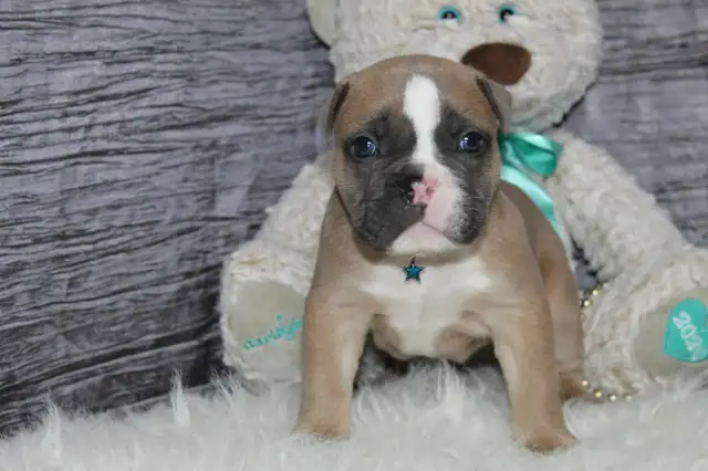 Old english bulldog / bouledogue anglais puppy in Dogs & Puppies for Rehoming in Ottawa - Image 4