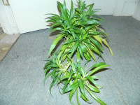 1 Large health spider plant