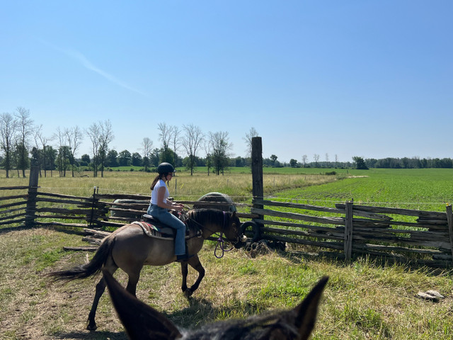 Barn Help Offered!! in Horses & Ponies for Rehoming in Belleville - Image 2