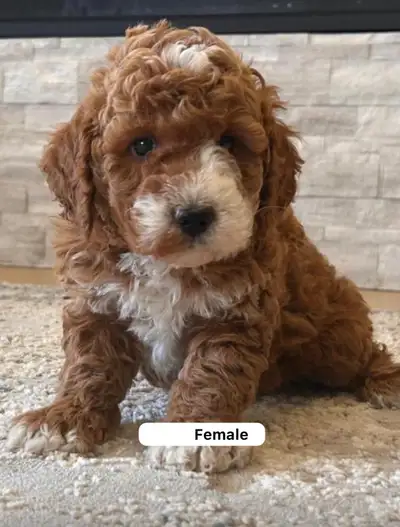 Red Miniature Poodles, View more