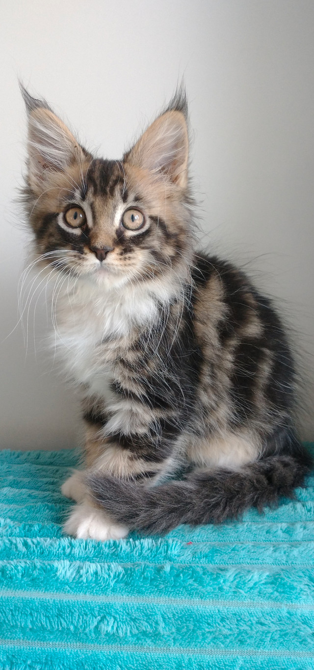 Magnificent purebred Maine coons kittens | Cats & Kittens for Rehoming ...