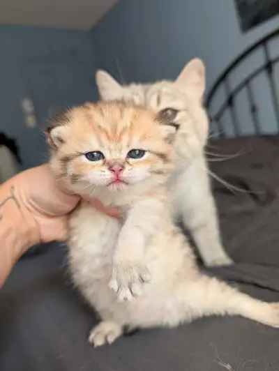 chatons British shorthair , View more