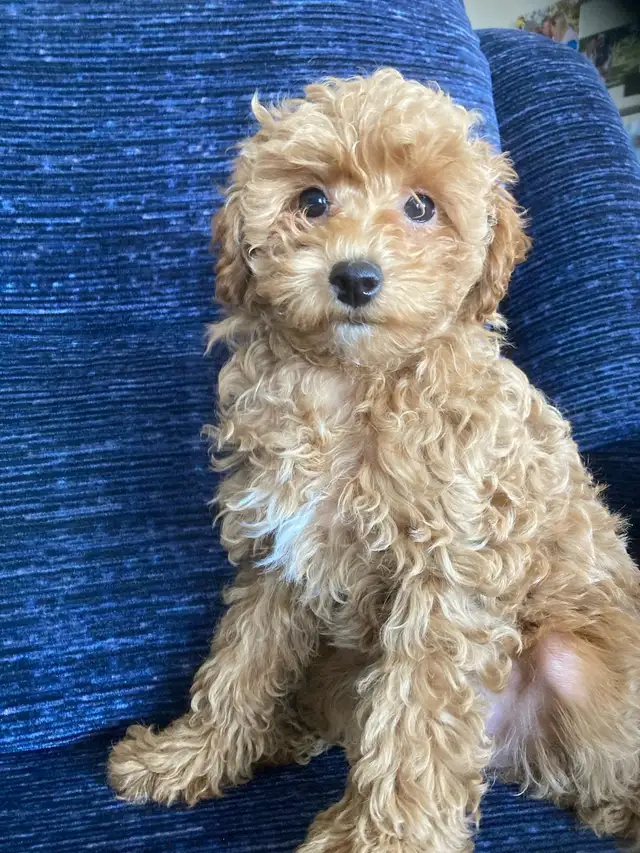 yorkipoo (Yorkshire mixe) in Dogs & Puppies for Rehoming in Drummondville - Image 11