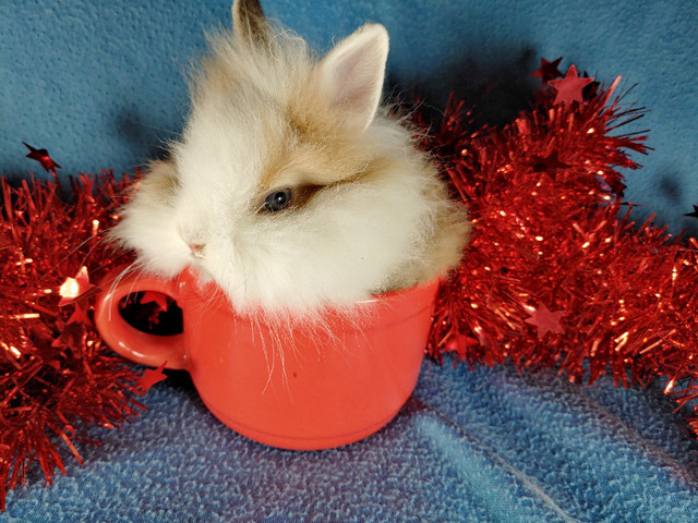 EXTRAORDINAIRE bébés lapin nain néerlandais, tête de lion* bunny dans Petits animaux à adopter  à Ville de Montréal - Image 3