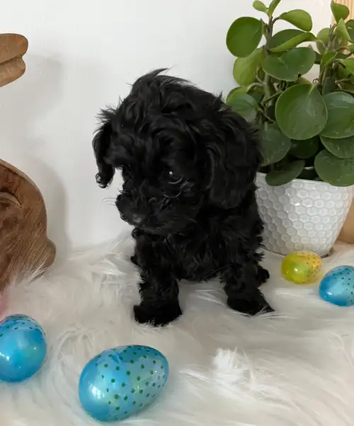 Chiot yorkipoo Nous avons adorable chiots, prêt à rejoindre votre famille. Ce petit compagnon est jo...