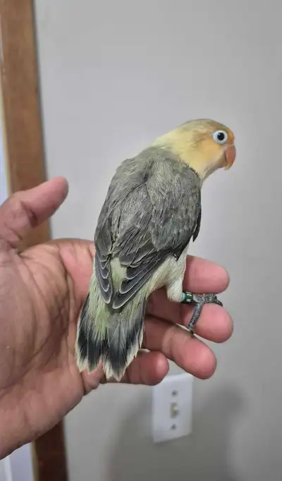 FEMALE violet green fischer lovebird available, View more