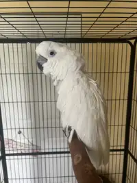 Cacatoès Blanc / Umbrella cockatoo (Perroquet) 