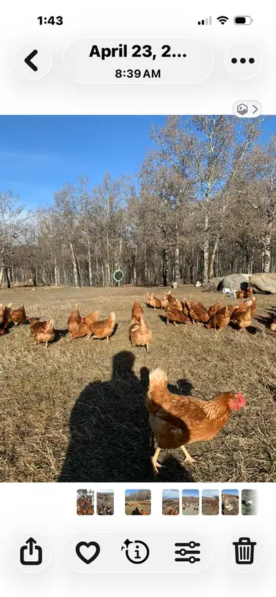 laying hens, View more