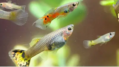 guppy fish (please read ad) , View more