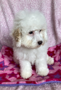 Pure Bred Toy & Miniature Poodles Puppies