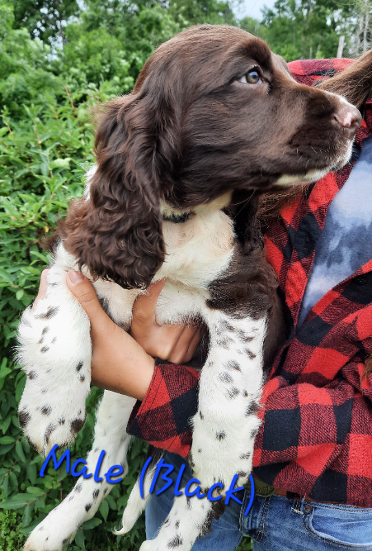 2 puppies looking for a home. English Springer Spaniel Dogs & Puppies for Rehoming New