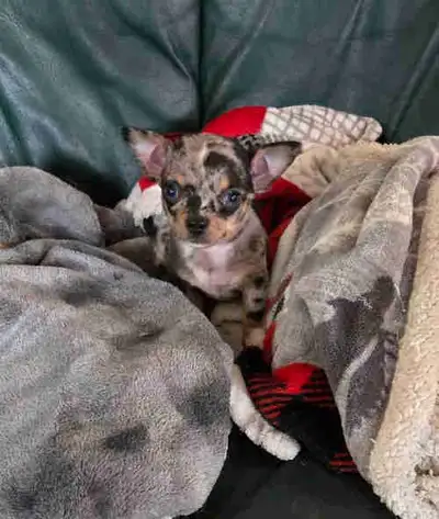 Chiot chihuahua bleu merle aux yeux bleus, élever avec enfants et autre race de chien, donc socialis...