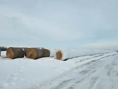 2024 Hard core, net wrapped silage bales 200 brome/alfalfa hay wrapped, 60" 200 triticale wrapped, 6...