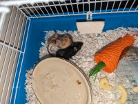 Male pet mice