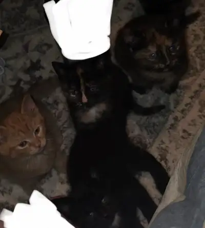 Kitten for sale, View more