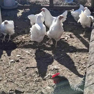 Retired laying hens, View more