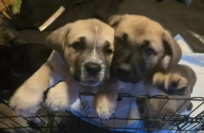 These gorgeous puppies just turned 2 months old on the 22nd of March being excellent acreage or farm...