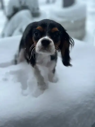 King Charles, View more