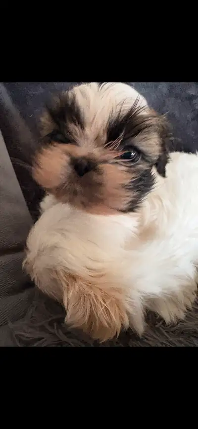 We have beautiful male Shih Tzu puppies looking for their forever families. Both parents are full Sh...