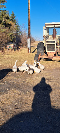 WHITE AND BROWN CHINESE GEESE