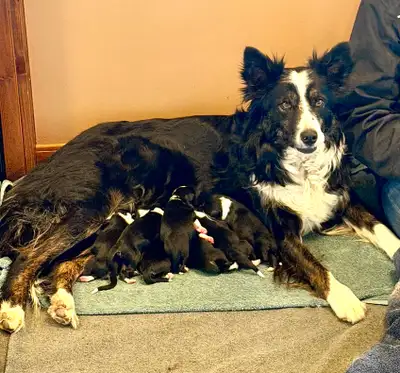 CBCA working Border collie puppies 6 males and 4 females Born April 16 Will be ready to go around Ju...