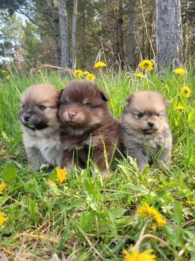 Pomeranian puppies (only 2 left!), View more