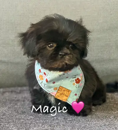 Shih-Tzu nain impérial, View more