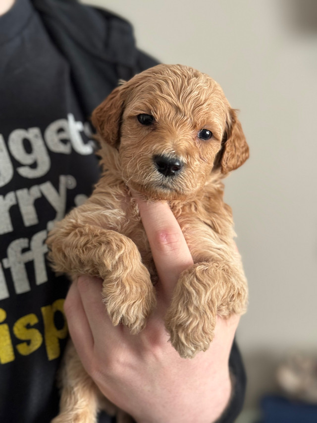 Mini golden doodles  in Dogs & Puppies for Rehoming in Barrie