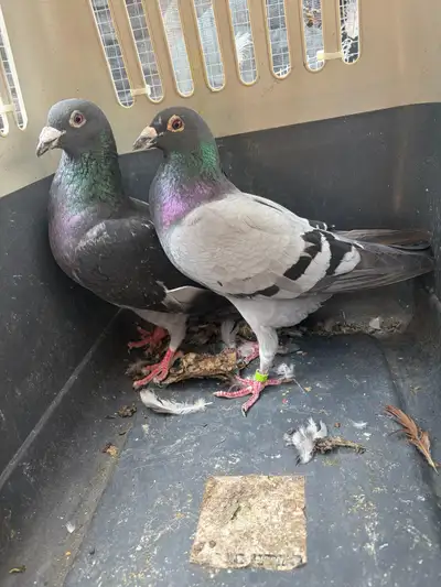 2 Racing Pigeons / Homers, View more