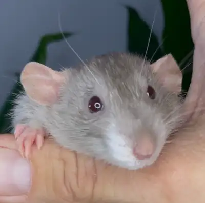 Beautiful domestic rats for sale. -Simcoe County Rats- - All sizes available. - Males and Females. -...