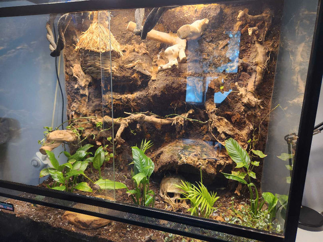 Large live planted terrarium with 2 crested geckos  in Other Pets for Rehoming in Calgary - Image 2