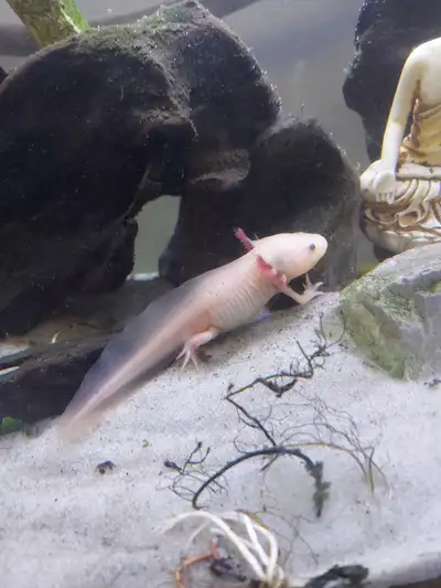 Leucistic Axolotl short body, View more
