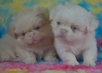 Two stunning male pekingese puppies available Vet checked vaccinated dewormed flea/tick prevention I...