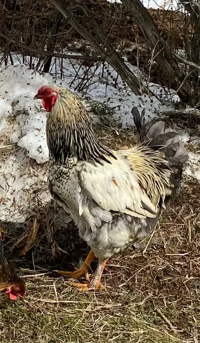 Roosters for Pet home, View more