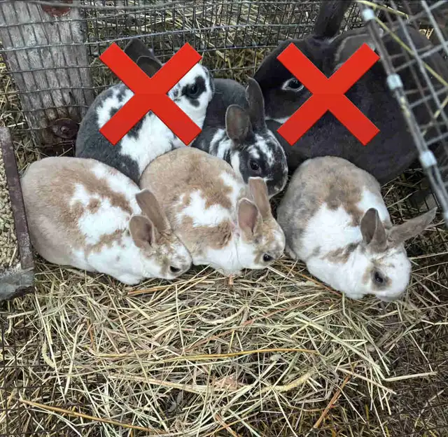 Mini Rex Bunnies in Small Animals for Rehoming in Ottawa - Image 2