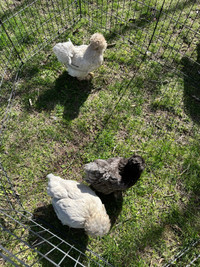 Smooth feather Bearded Silkie hens (Satins)