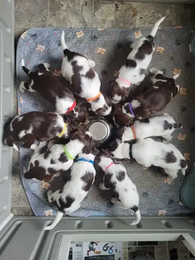 English Springer Spaniels, View more