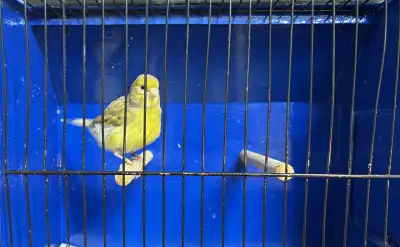 Beautiful and Unique Cinnamon Female Canary, View more