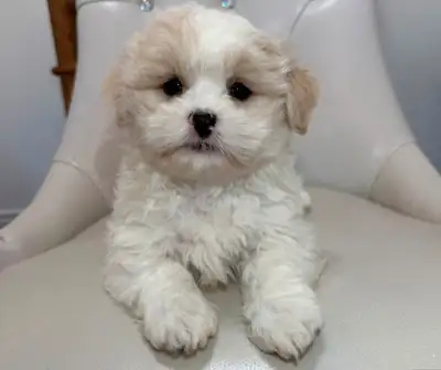 Malshi puppy ( shih tzu/maltese), View more